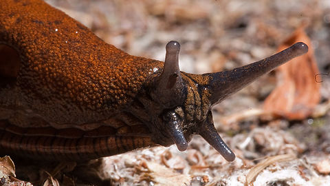 Get rid of snails with beer