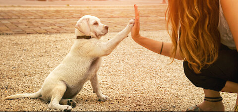 Best Way To Train A Guard Dog