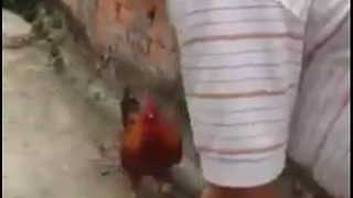 Strange story about lovely chicken fighting with boss-Anger of the chicken