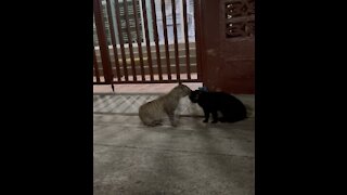 Cats in Operation Meeting