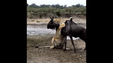 Lion vs Wildebeest