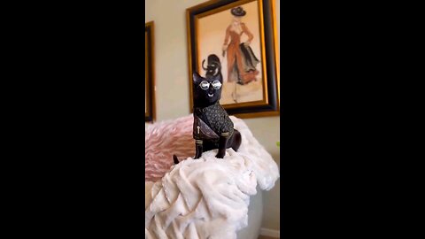 "Feline Fab: Attitude & Fashion Unleashed! 😼🕶️ | Viral Cat Chronicles on Rumble"