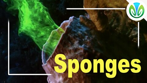 Sponges:Filter feeding made visible | Nature VN