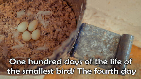 One hundred days of the life of the smallest bird/ The fourth day