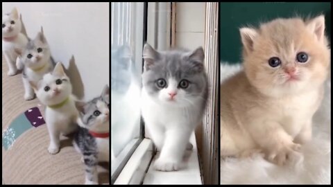 Baby Cats - Cute and Funny Cat Videos Compilation | cat funny video