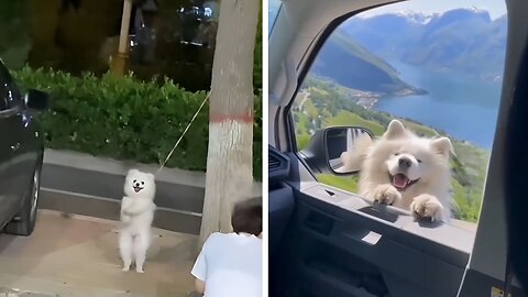 Doggiedaily viral video