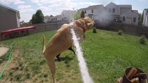 Try Not To Laugh At These HILARIOUS Bouncing Dogs