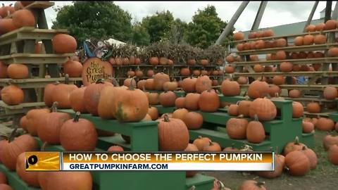 AM Buffalo on the Road - Part 2 Picking out the Perfect Pumpkin