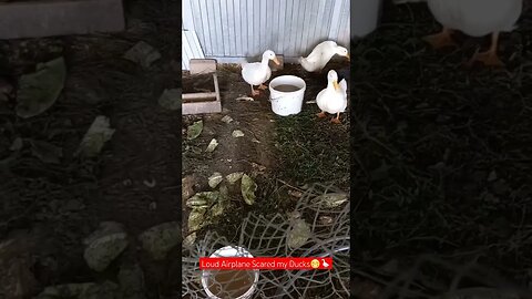 Loud Airplane Scared My Ducks😁✈️|#shorts #short #shortvideo #shortsvideo #shortsfeed #food #farming