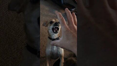 Dog Fun Bite Work | Mini Pincher Chihuahua | Happy Chemicals | Dog DIY in 4D