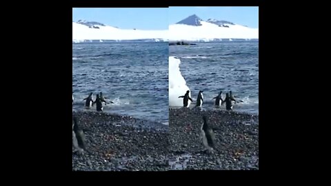 PENGUIN BEACH PARTY GOOD SHEEN (Antarctica style)!!!!