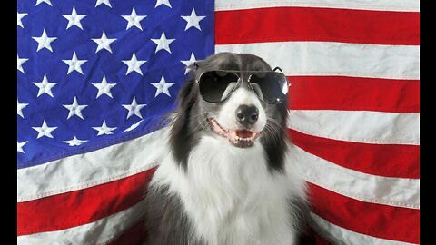 Top Dog Food Brands Made in the USA: Quality Nutrition for Your Furry Friend 🐶🇺🇸