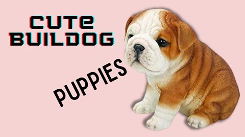 Cute Buildog Puppies Funny Videos 2021