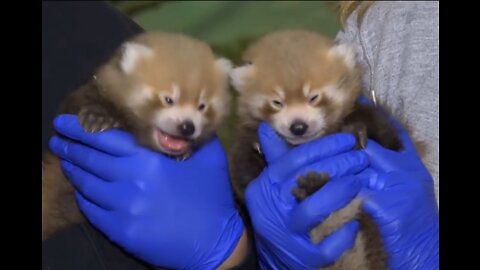 Most Adorable Red Panda - CUTEST Compilation