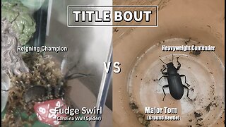 Fudge Swirl Vs Beetle | Take 2