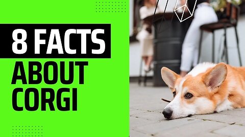 Part2 They’re known as smart, alert, and affectionate. The Pembroke Welsh Corgi! #shorts