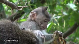 CUTE MONKEYS! But do you need #rabies #vaccine if bitten by #dog or #monkey in #bali or #thailand ?