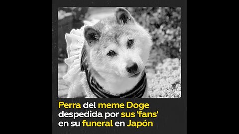 Muere a los 18 años la perra conocida como Doge de los memes