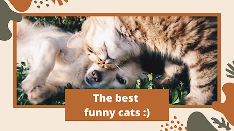 THE BEST FUNNY CATS :))