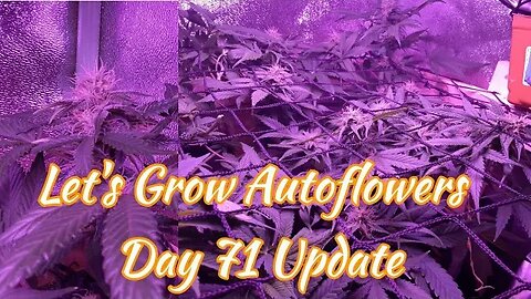 Let's Grow Autoflowers Day 71