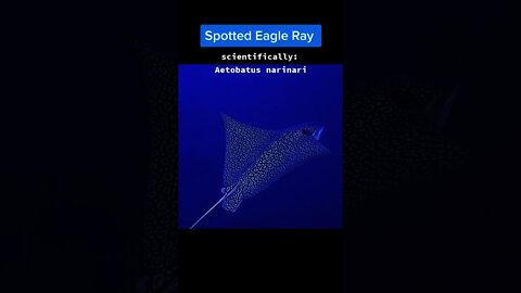 Spotted eagle stingray glides majestically past scuba diver