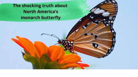The shocking truth about North America’s monarch butterfly.