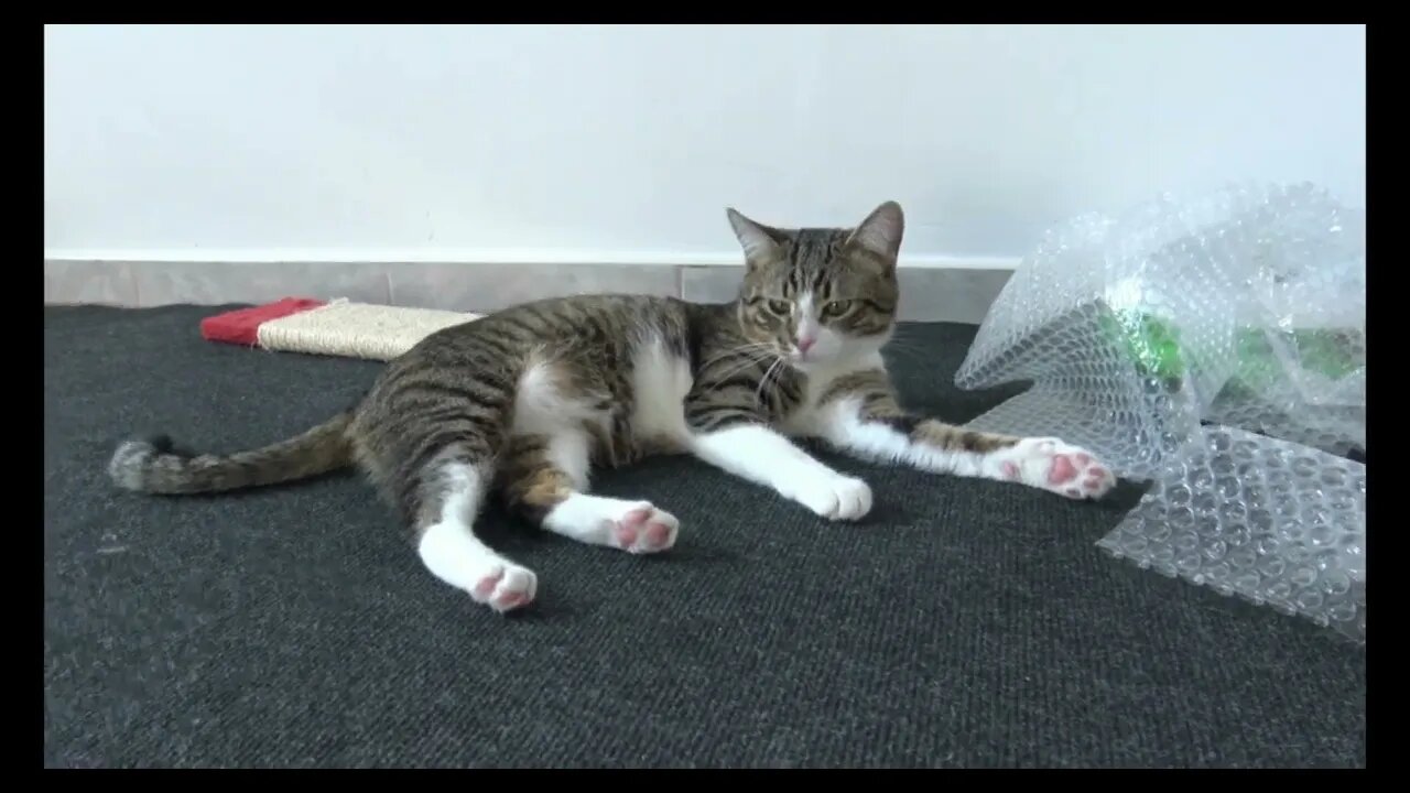 Cat Rumble Cat Videos