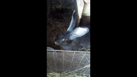 Rabbit lifts its ears when scratching