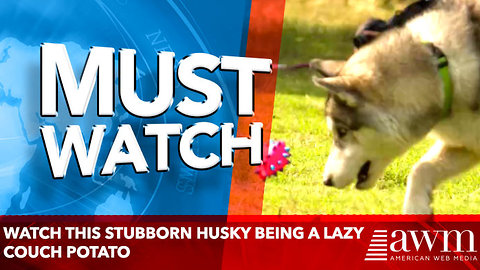 Watch this Stubborn Husky being a lazy couch potato
