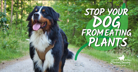 Stop Your Dog from Eating Your Plants with this tips