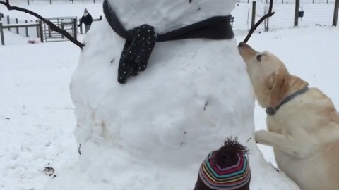 A Dog Takes A Snowman's Arm