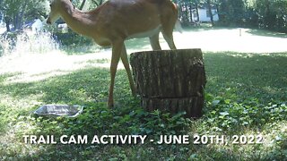 Trail Cam Activity - June 20th, 2022