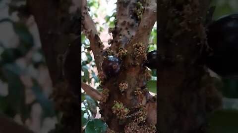 JABOTICABA HÍBRIDA