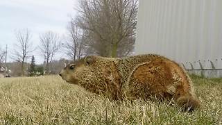 Hidden GoPro captures curious gopher's behavior