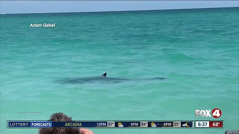 Large shark prompts lifeguards to briefly close Nokomis Beach in Sarasota County