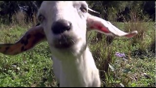 Using goats to remove invasive plants