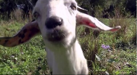 Using goats to remove invasive plants