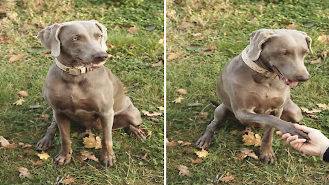 This is the first time I have seen such a beautiful dog handshake.