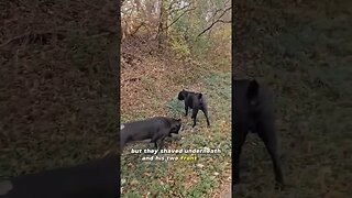 Cane Corso EMERGENCY SURGERY Back Home Update #canecorso #dog #shorts