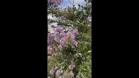 Crepe Myrtles