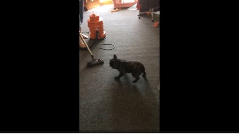 French Bulldog makes vacuuming extremely difficult