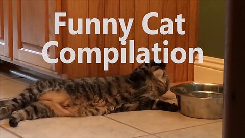 🐾😺 2-Minute Funniest Cat Videos Compilation! Get Ready to Laugh! 😹🎉