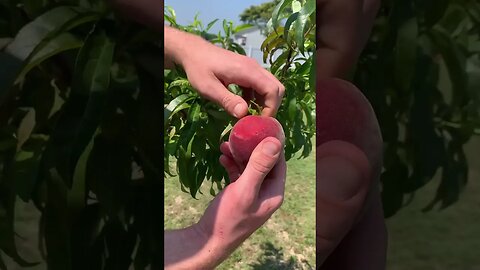 First peach from peach tree