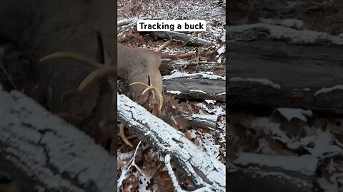 Big bucks leave big tracks #thefairchase #huntingseason #deer #deerhunt #hunting