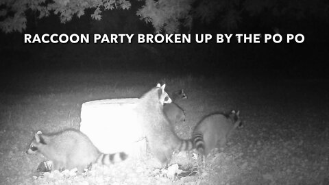 Raccoon Party Broken Up By The Po Po
