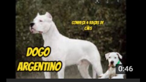 DOGO ARGENTINO III #SHOTS