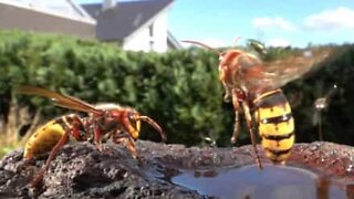 Mesmerizing close-up of wasps in slow motion