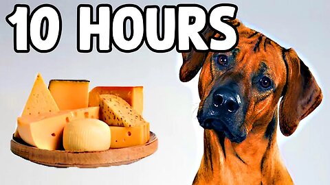 The Cheese Tax Song [10 HOURS]