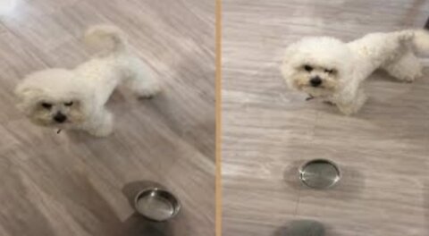 Angry Fluffy White Poodle Dog Throwing Empty Bowl Asking For Food