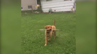 Golden Retriever Dog Plays with Hula Hoop